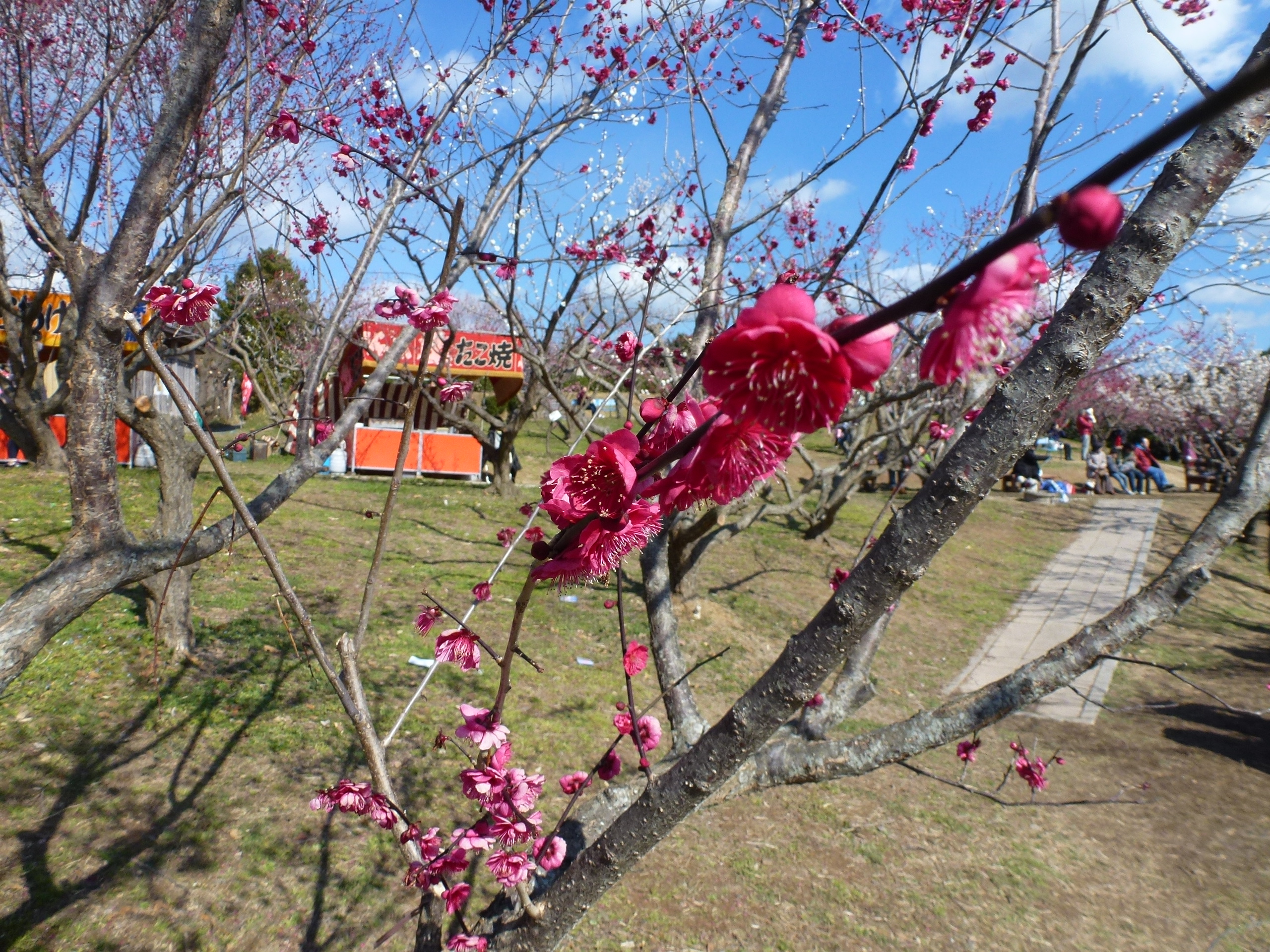P1090652.JPG