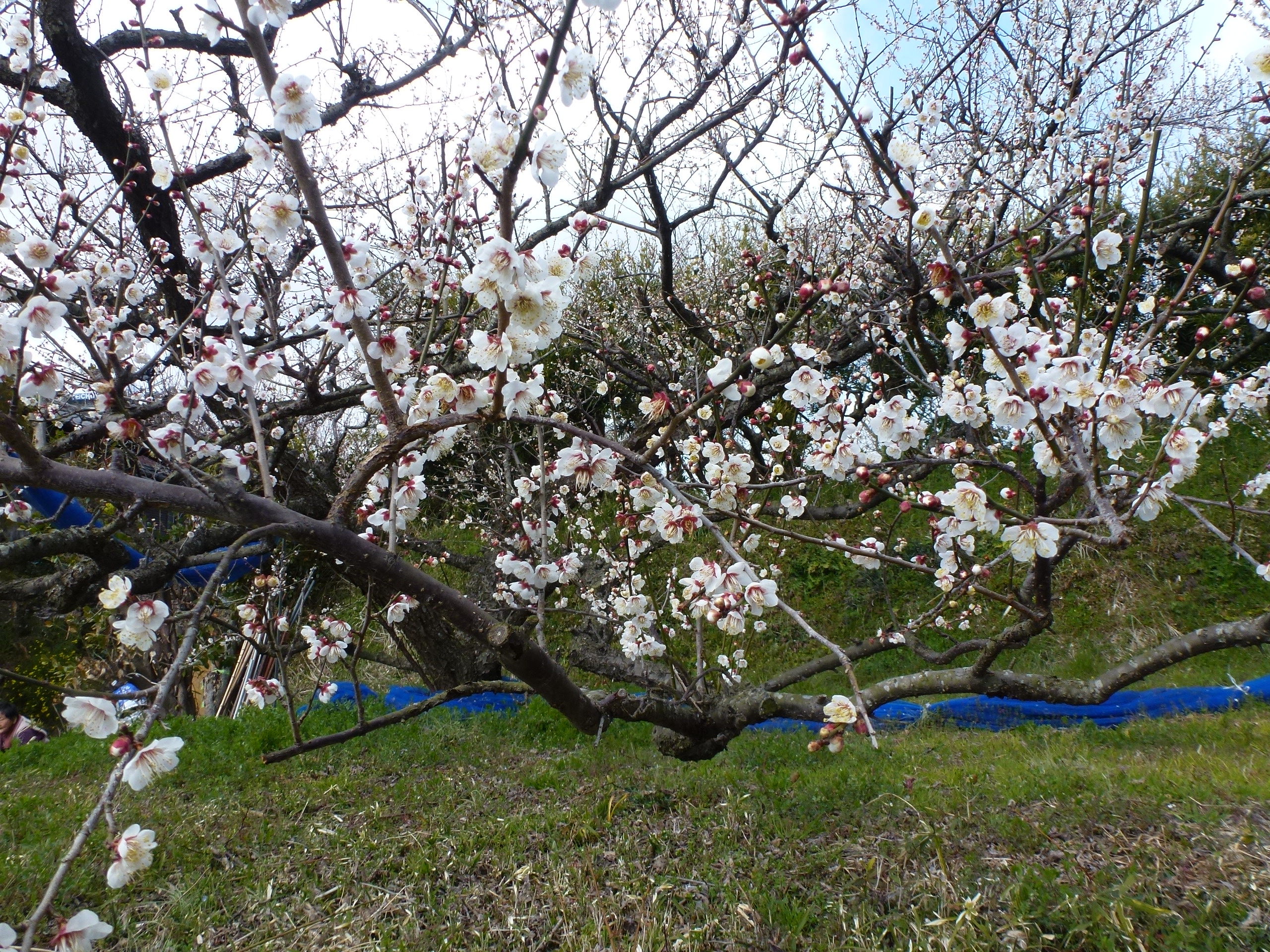 P1090663.JPG