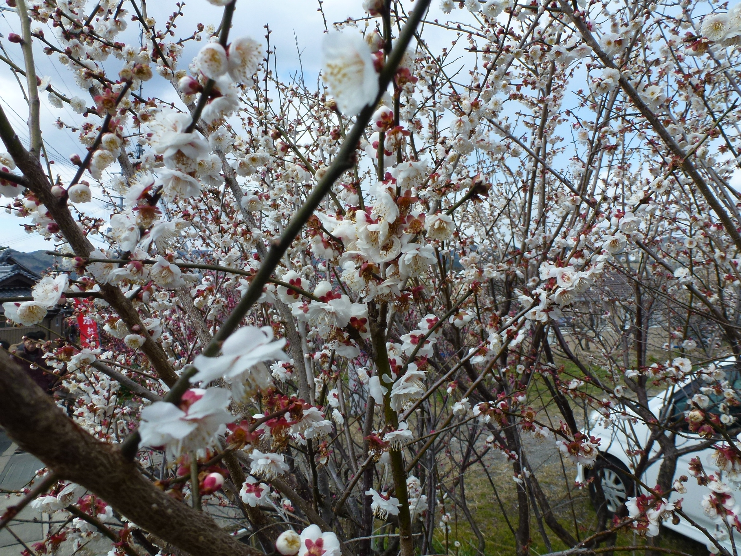 P1090664.JPG