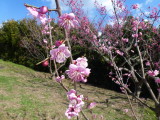 img0020.jpg
