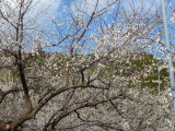 img0035.jpg