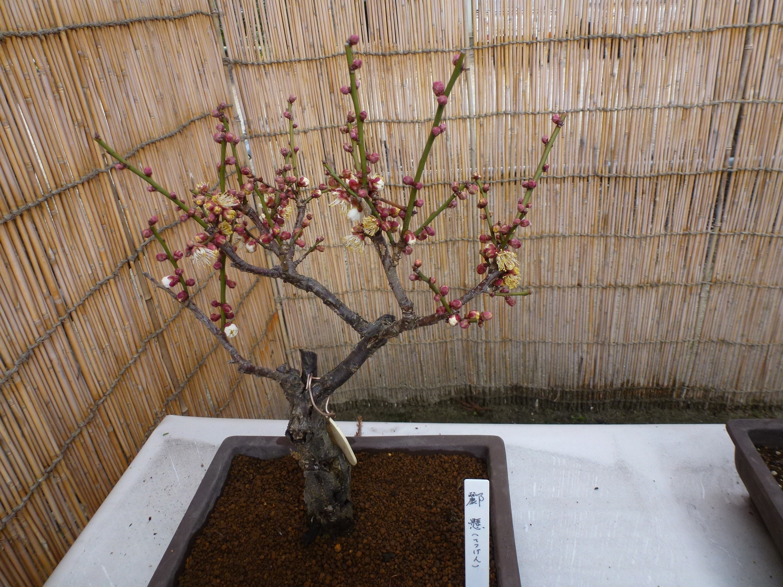 P1090800.JPG