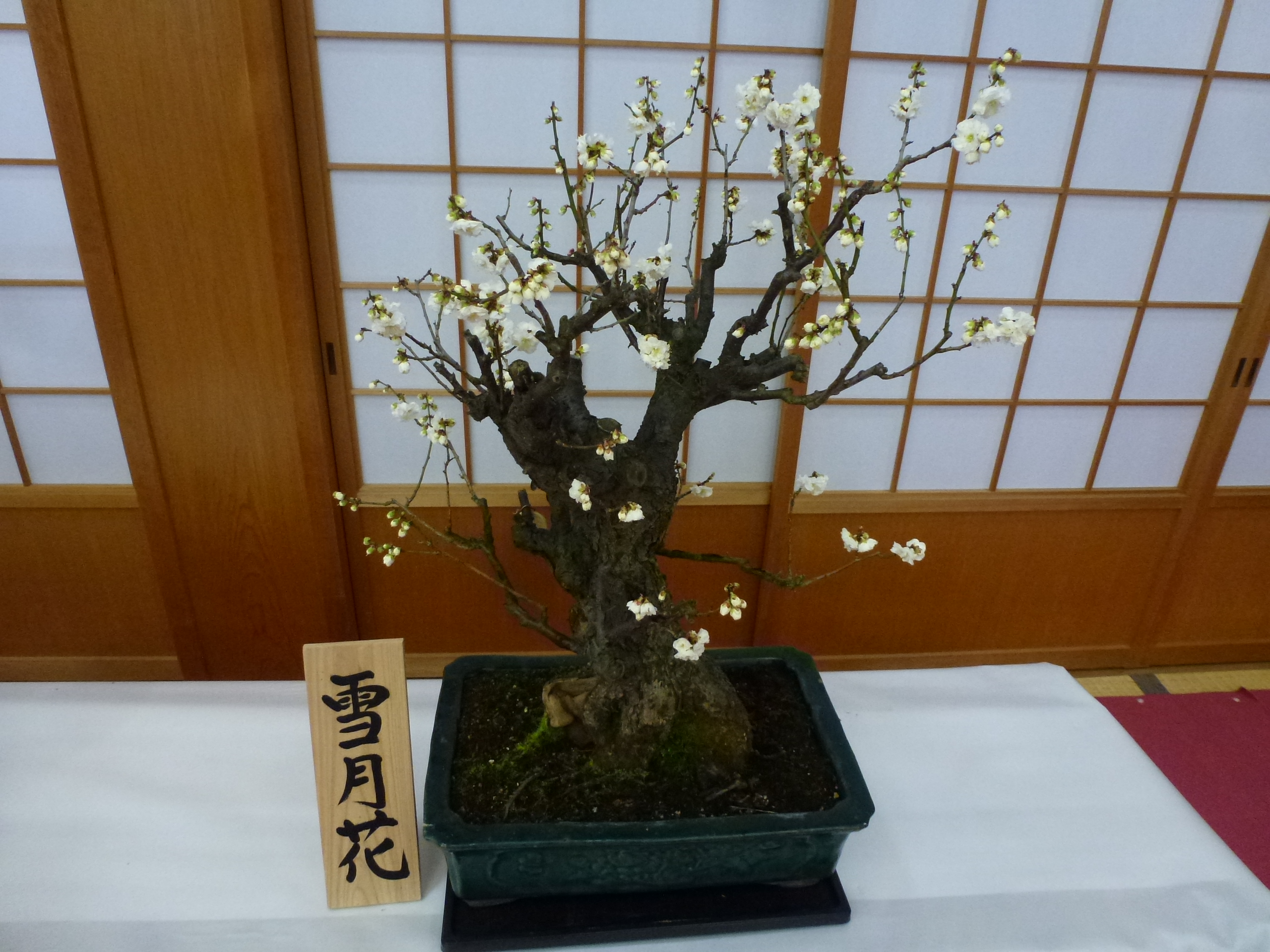 P1090805.JPG
