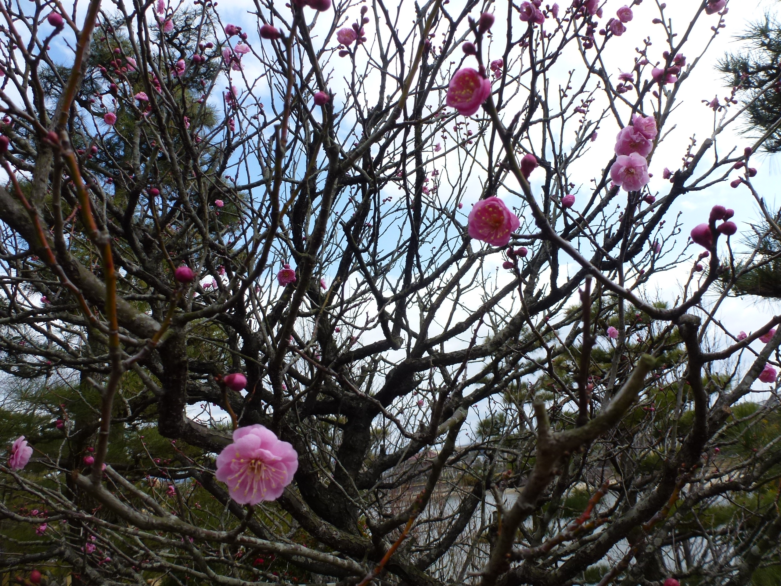 P1090830.JPG