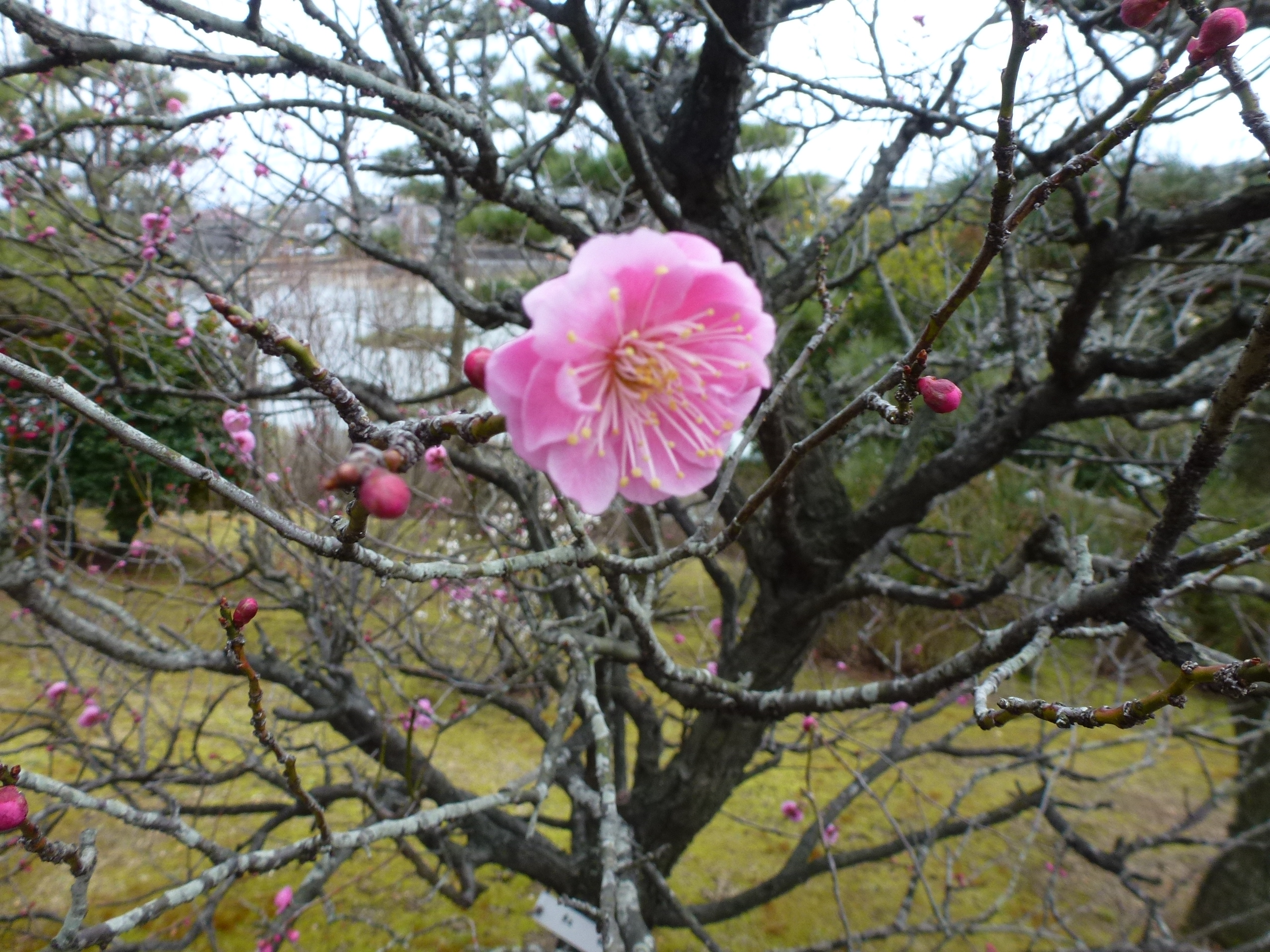 P1090831.JPG
