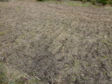 img0010.jpg