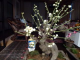 img0011.jpg