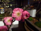 img0015.jpg