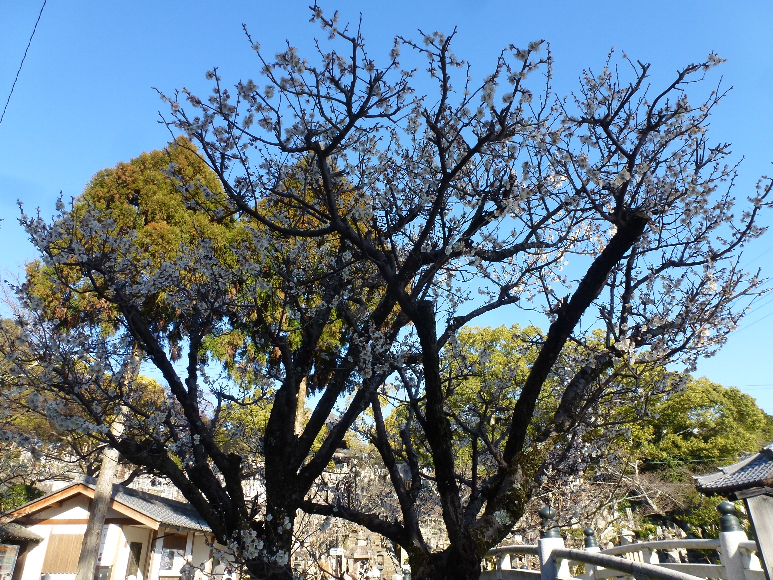 P1090914.JPG