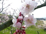 img0015.jpg