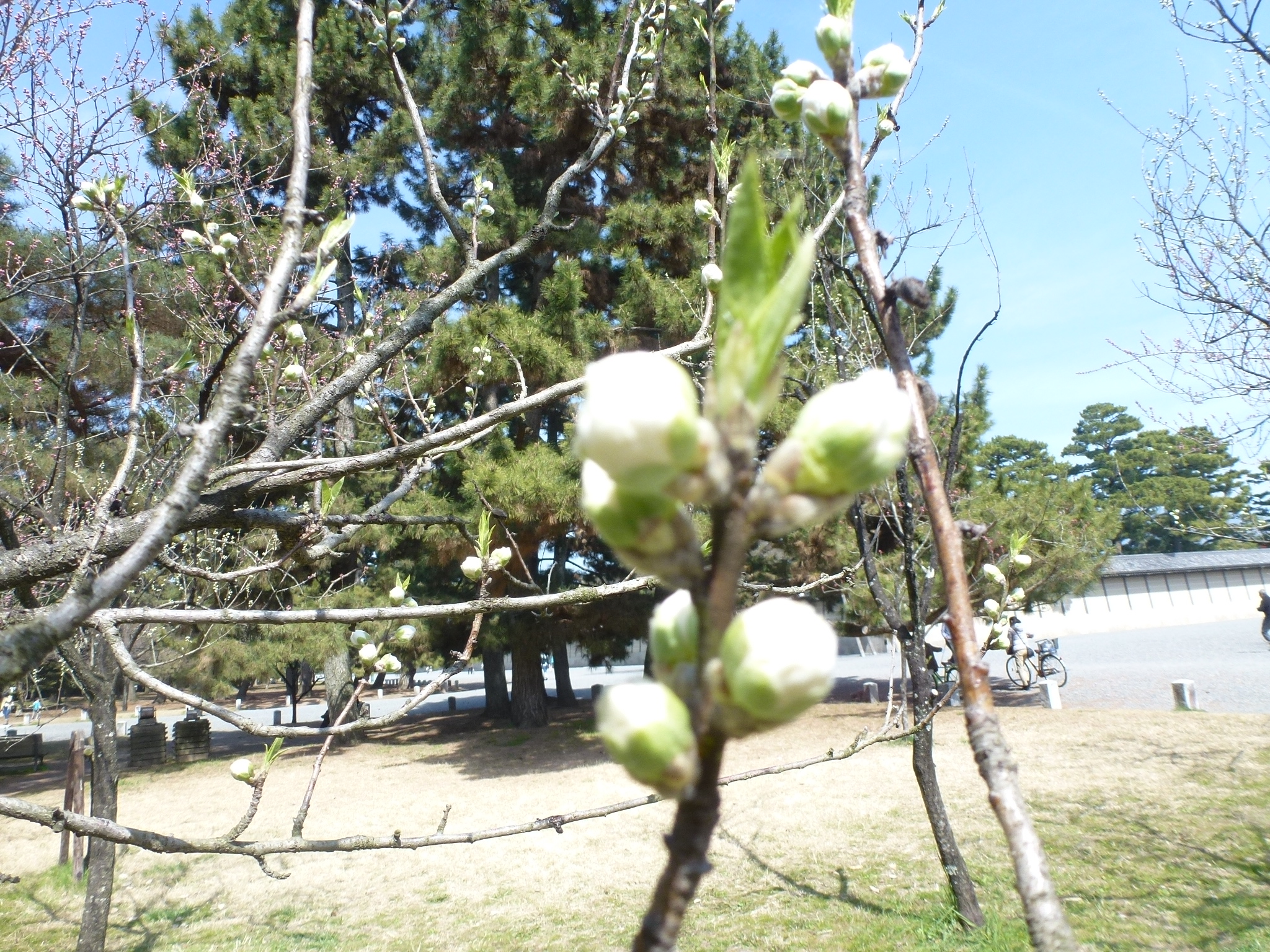 P1090995.JPG