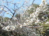img0013.jpg