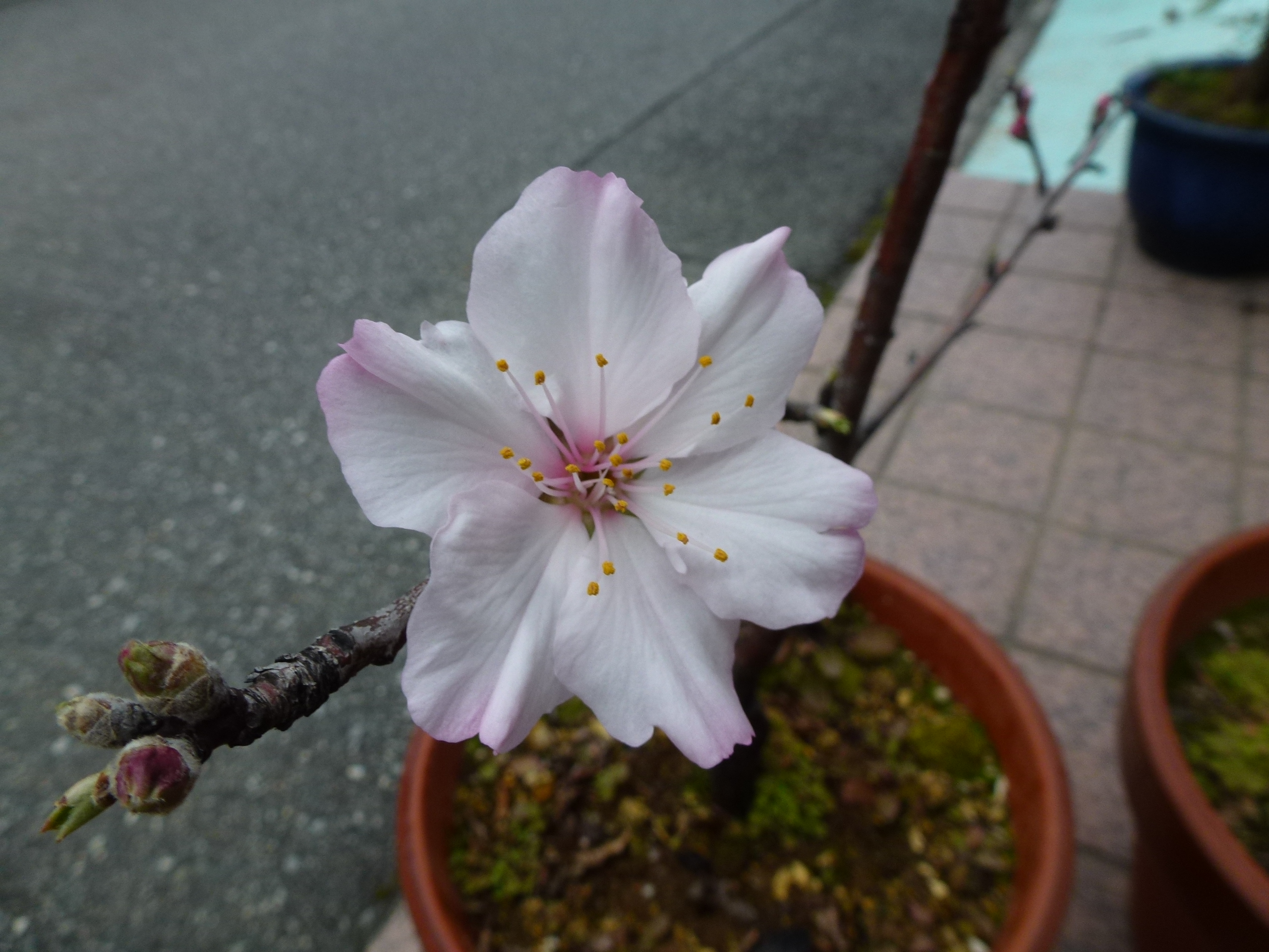 P1100010.JPG