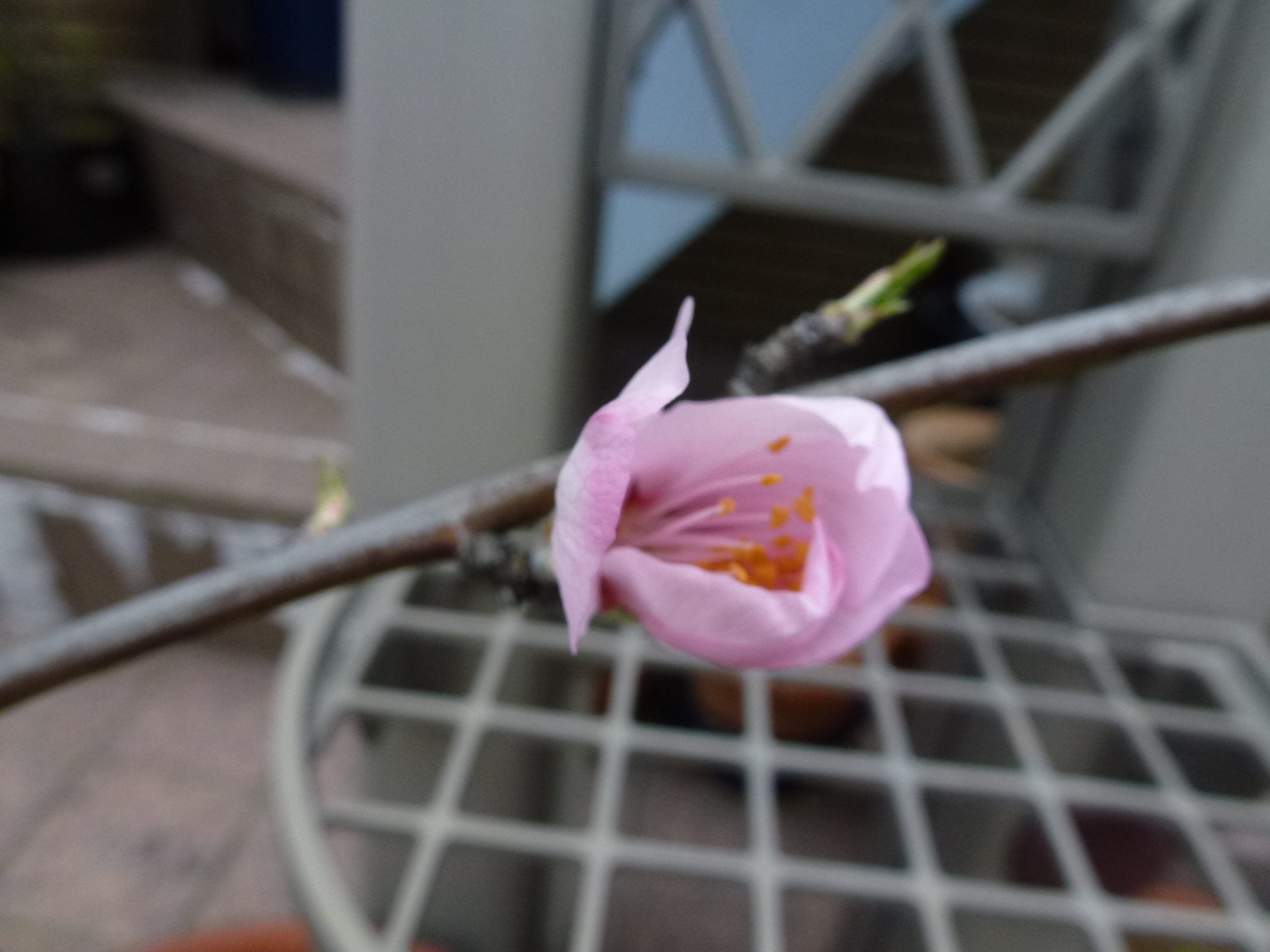 P1100011.JPG