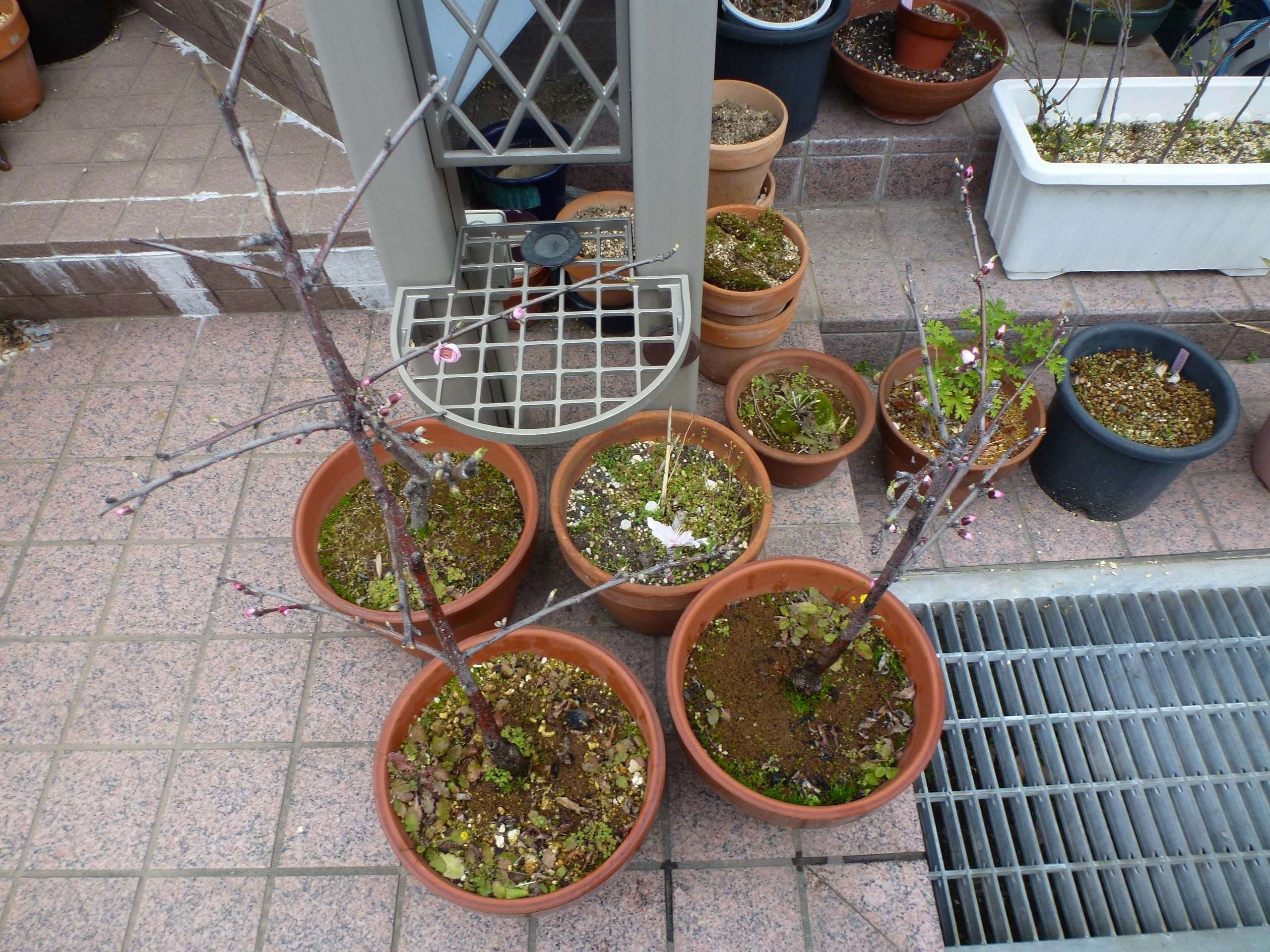 P1100012.JPG