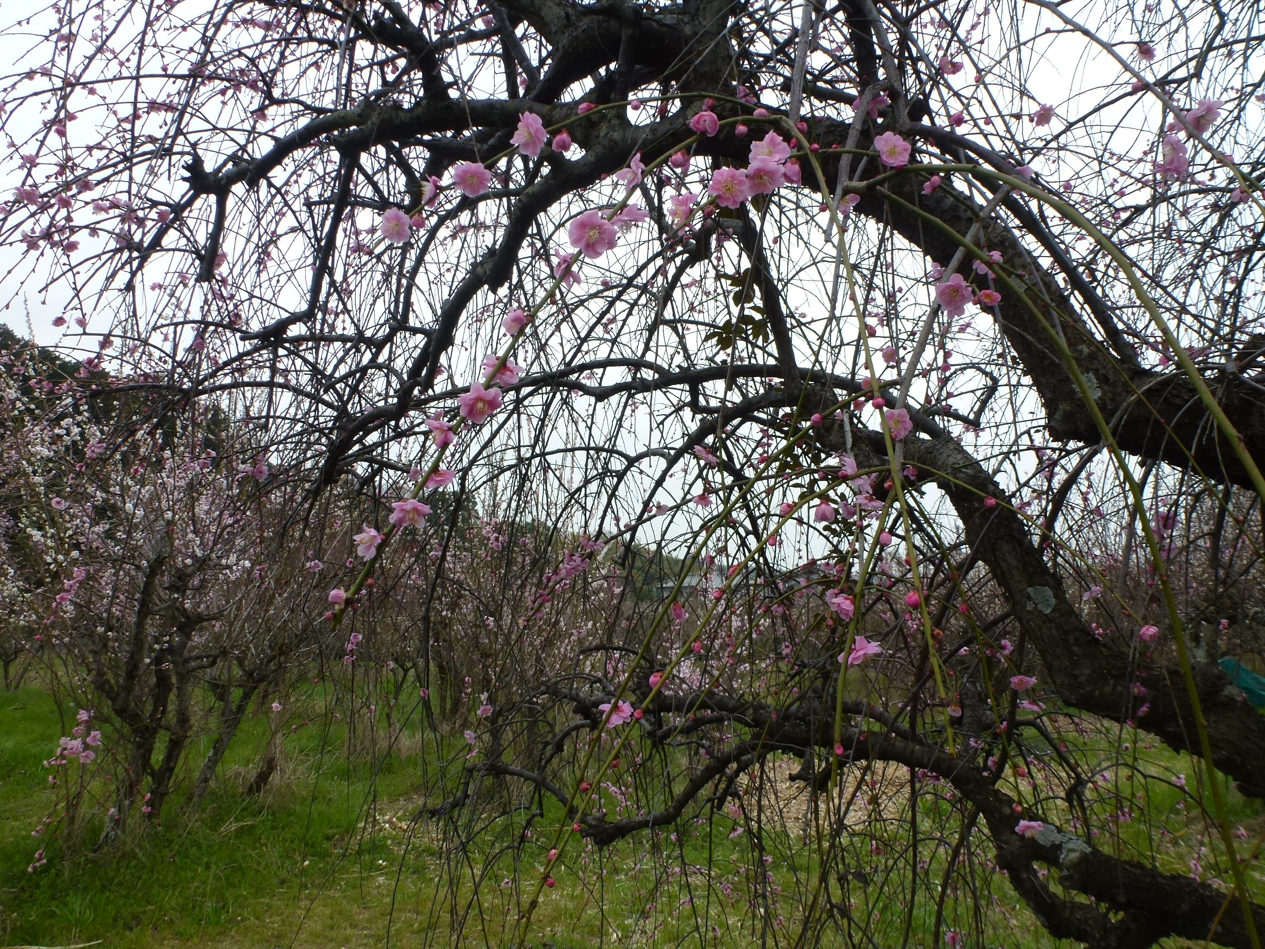 P1100016.JPG