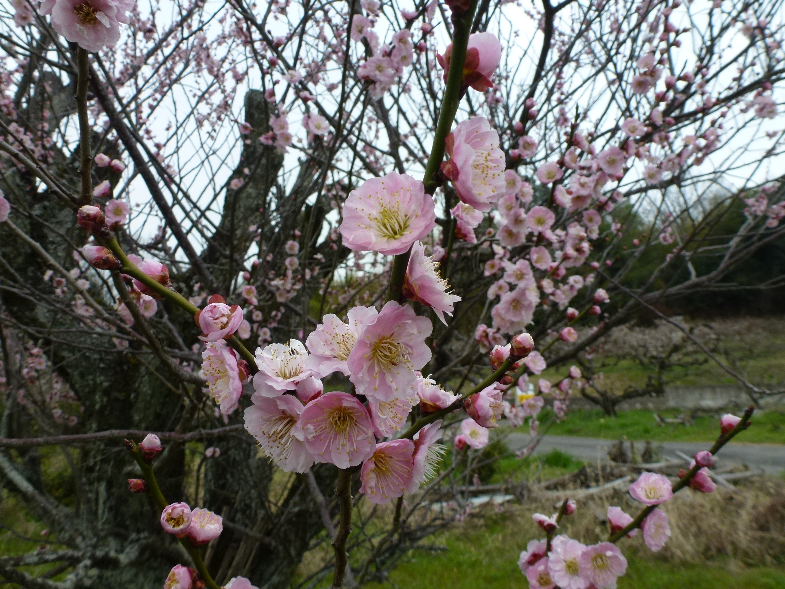 P1100020.JPG