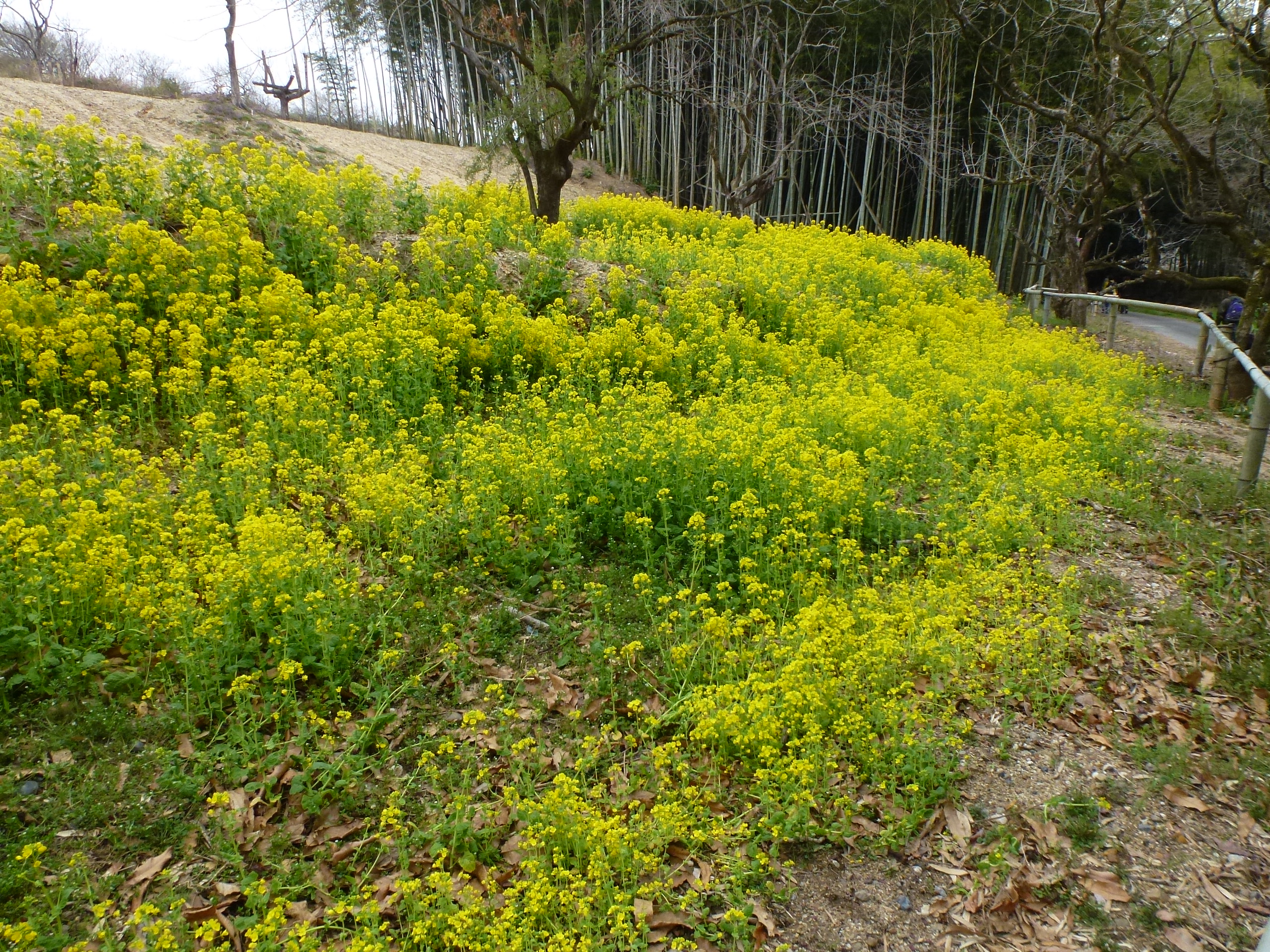 P1100022.JPG