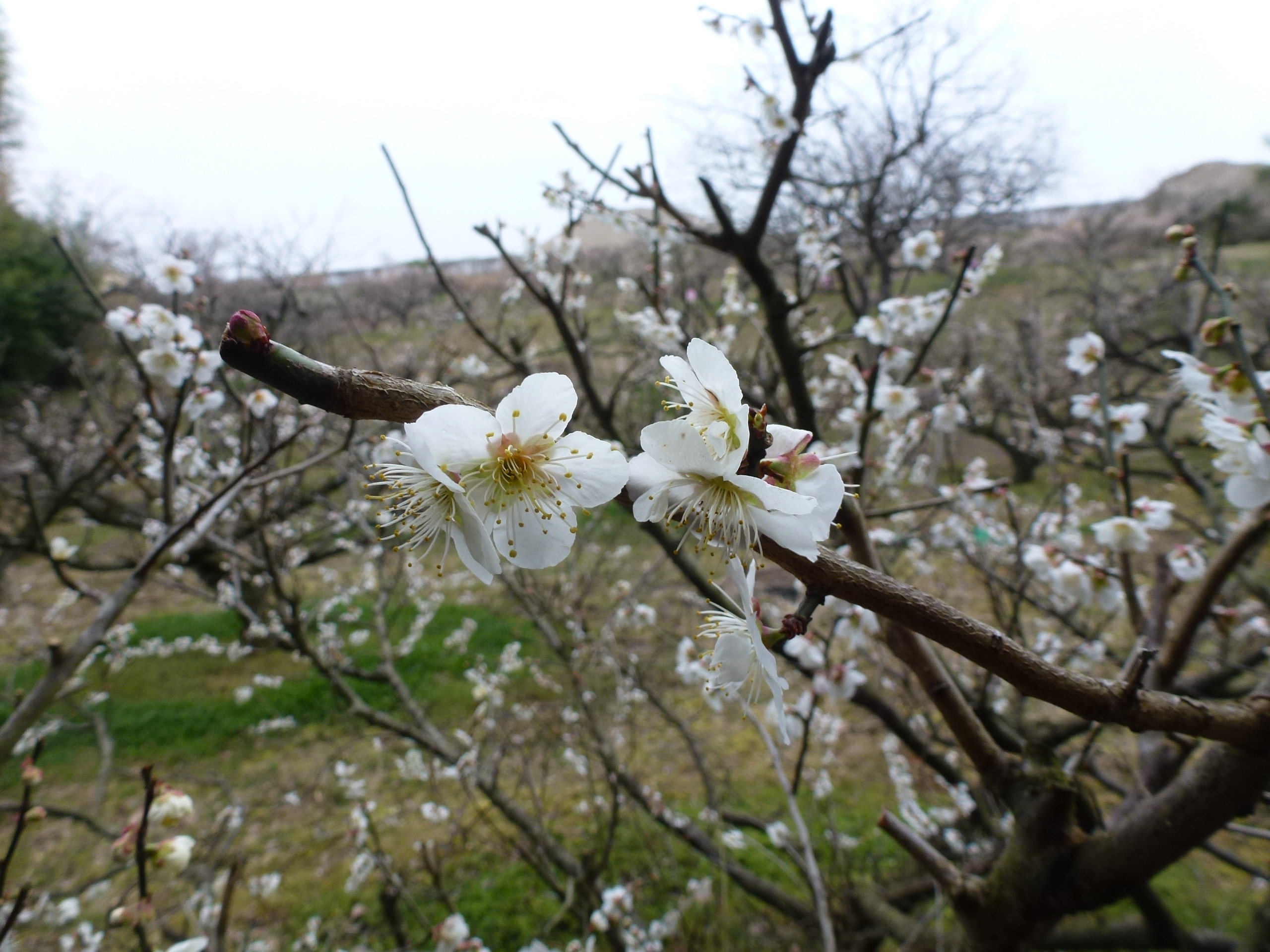 P1100026.JPG