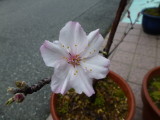 img0000.jpg
