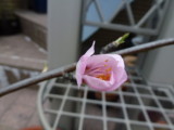 img0001.jpg