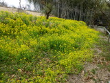 img0010.jpg