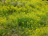 img0011.jpg