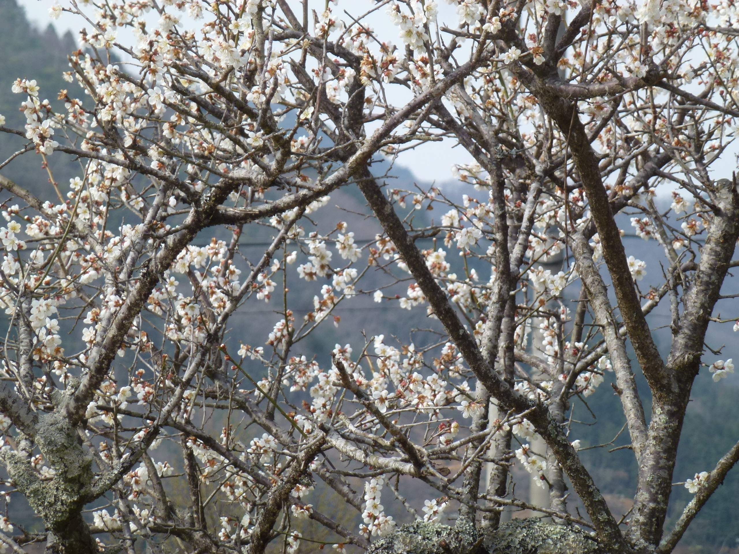 P1100133.JPG