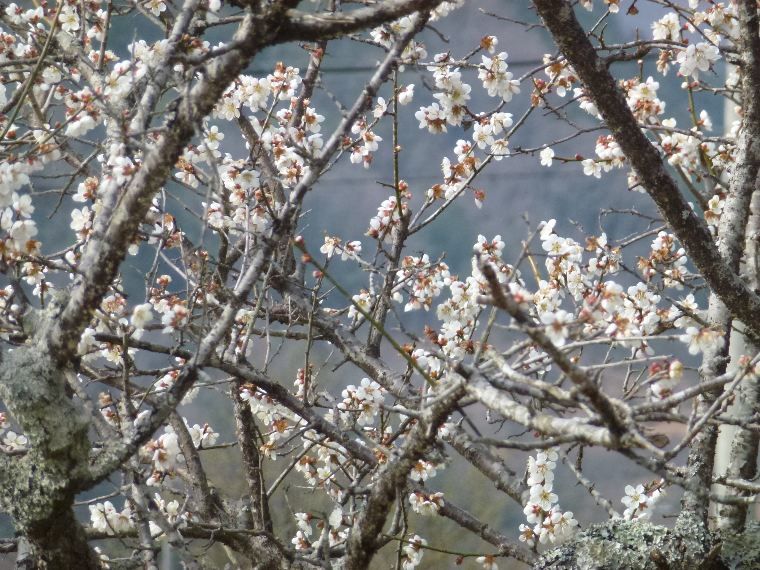 P1100134.JPG
