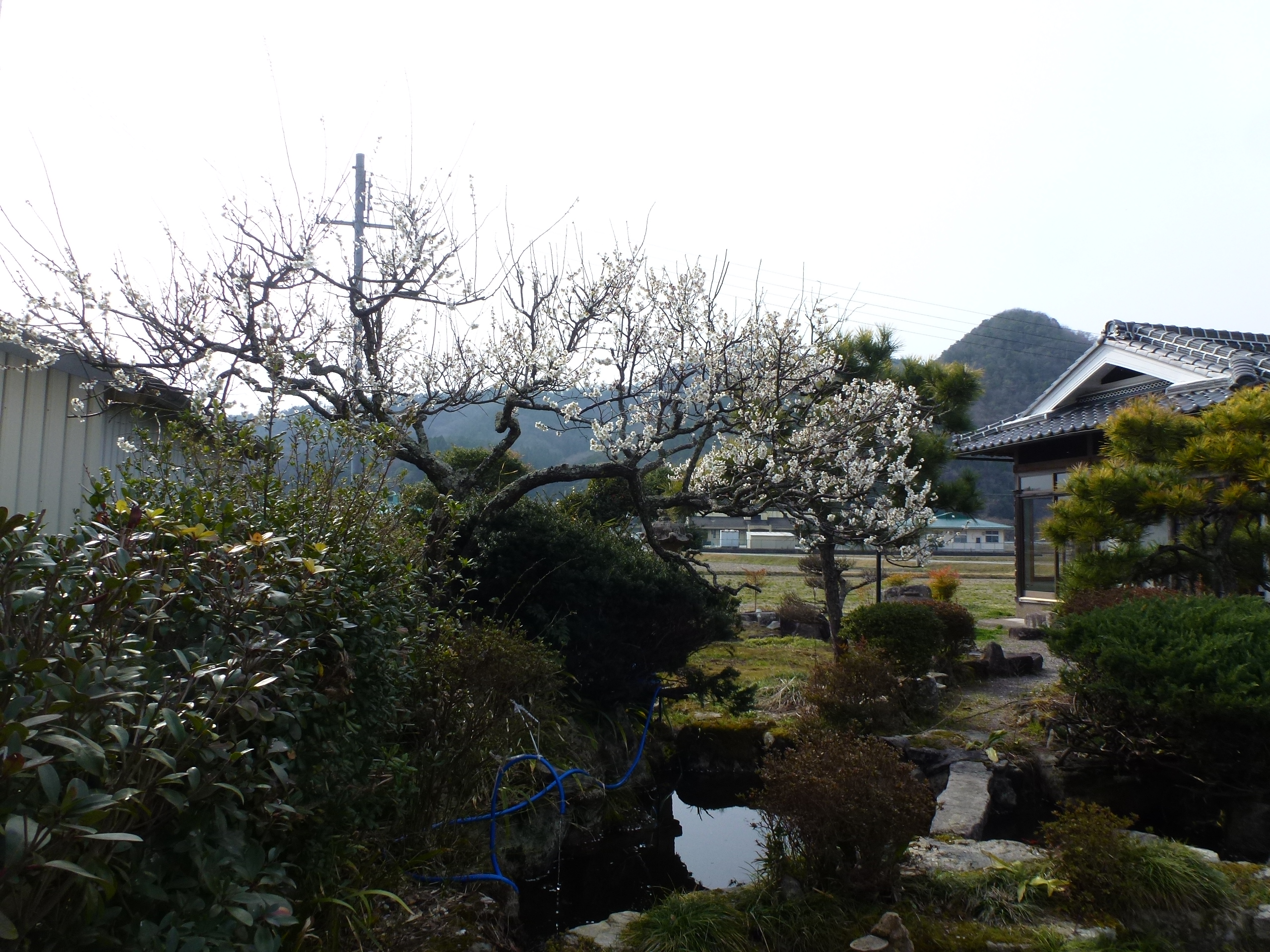 P1100135.JPG