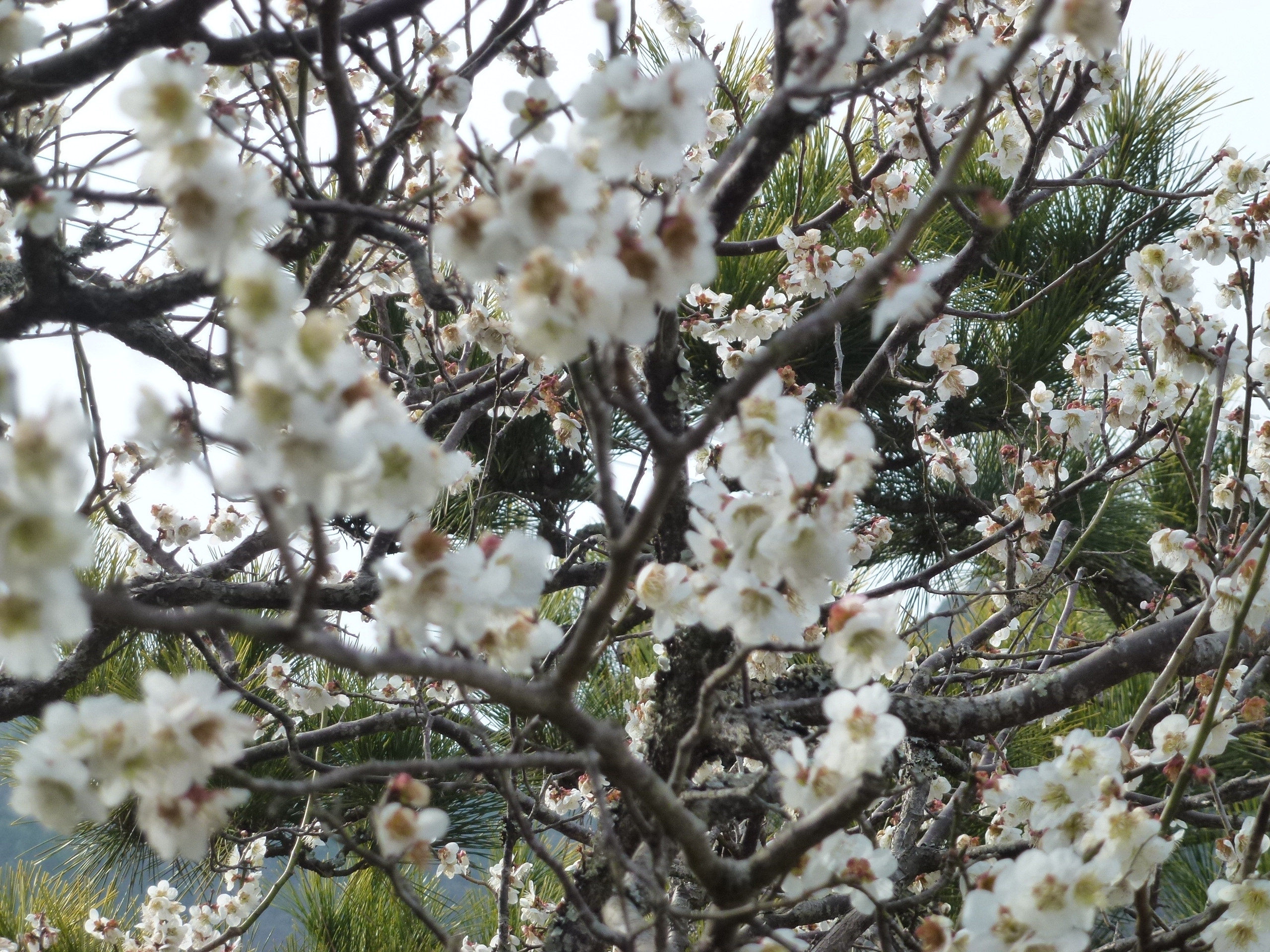 P1100138.JPG