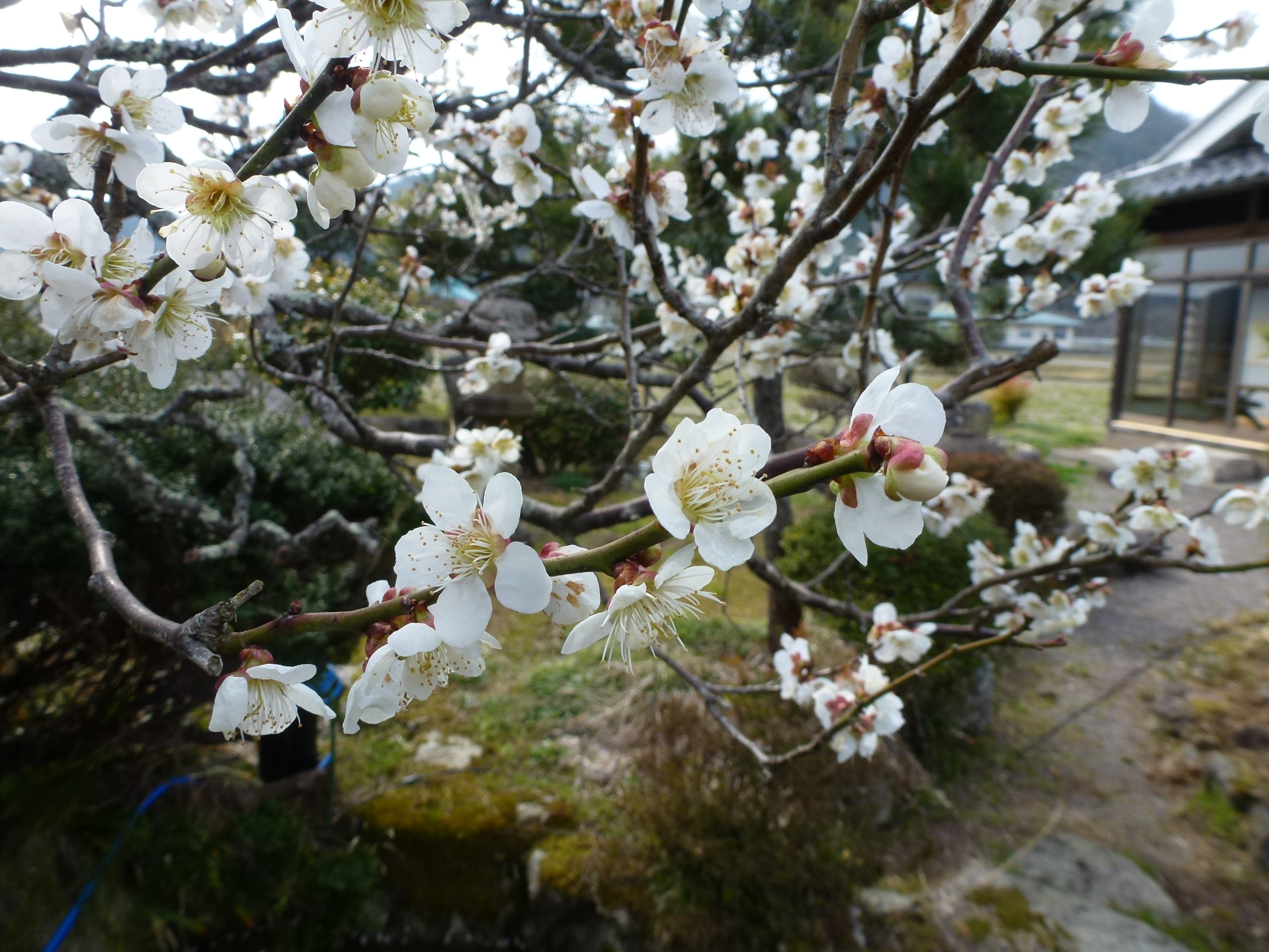 P1100142.JPG