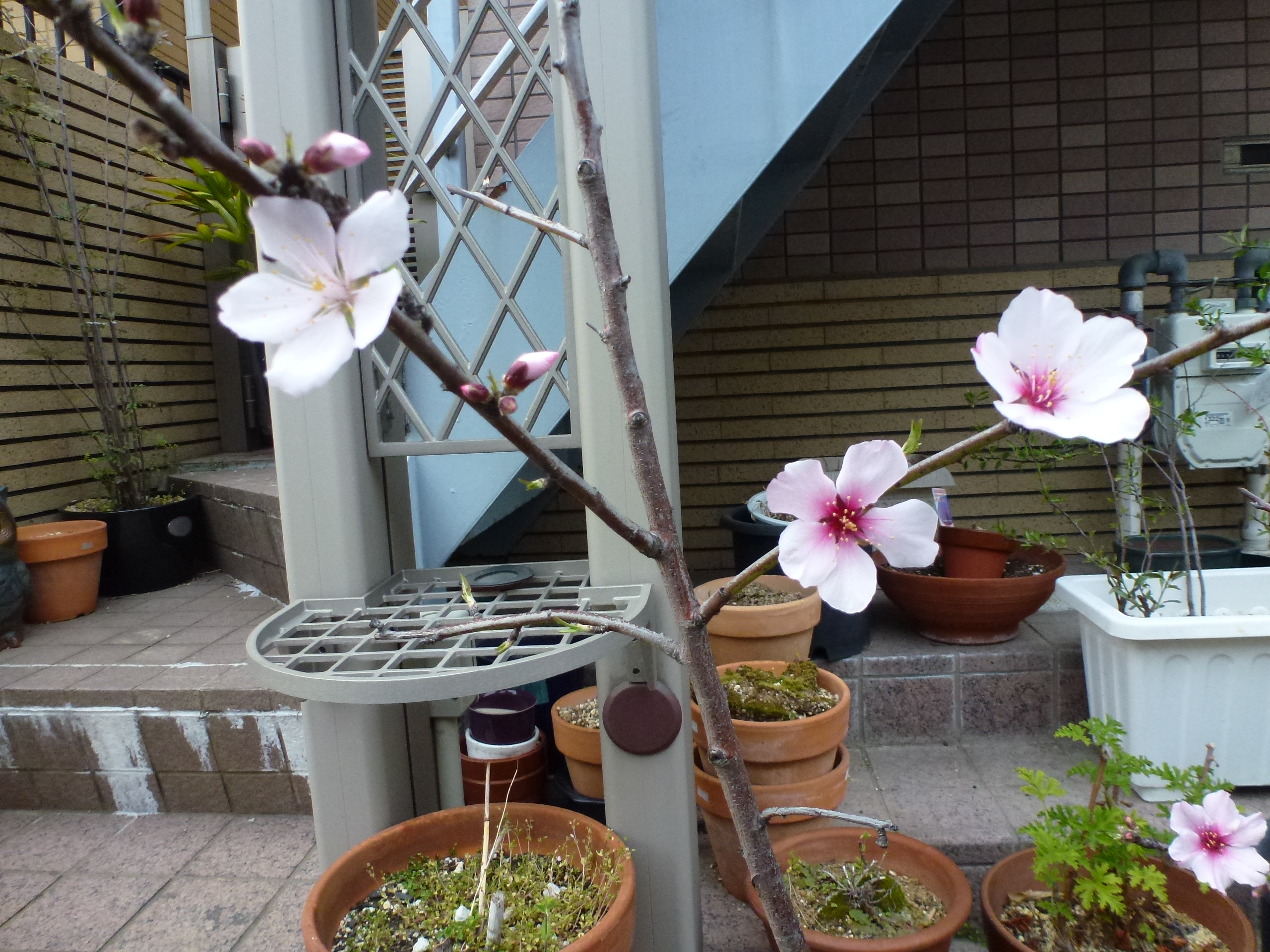 P1100145.JPG