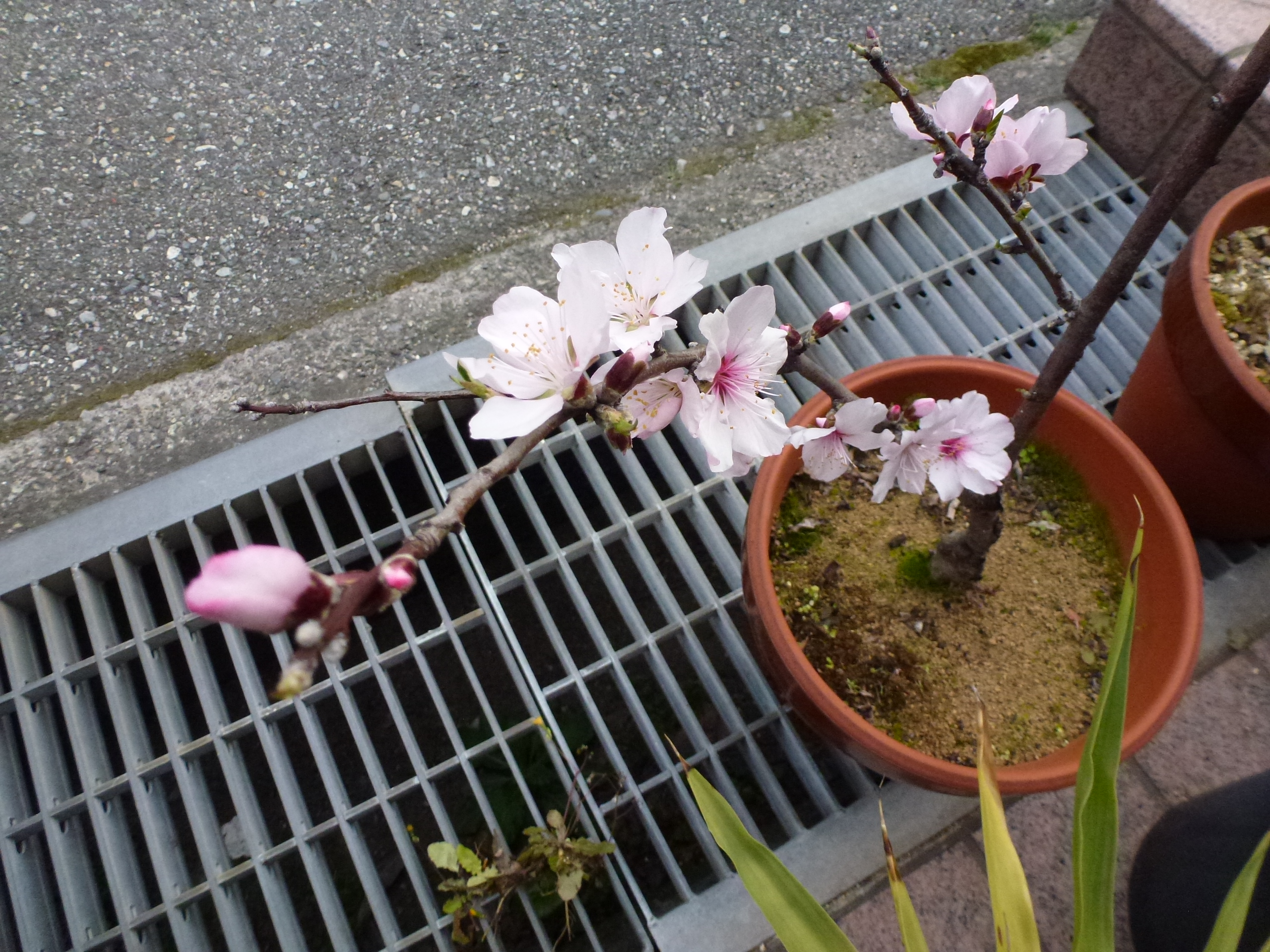 P1100148.JPG
