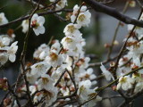 img0010.jpg