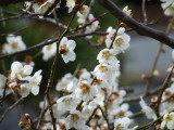 img0011.jpg