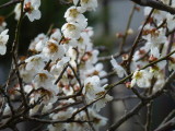 img0012.jpg