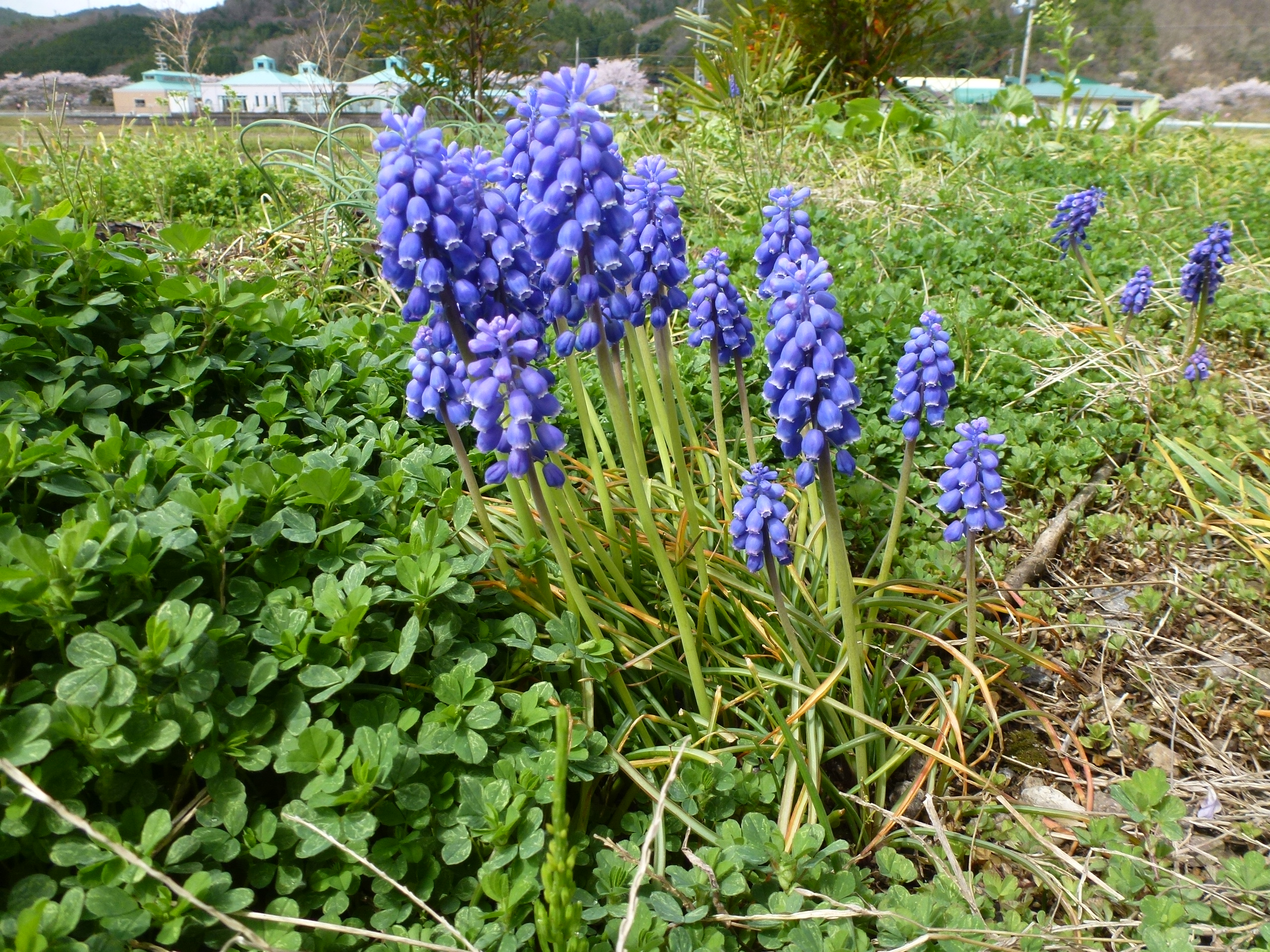 P1100222.JPG