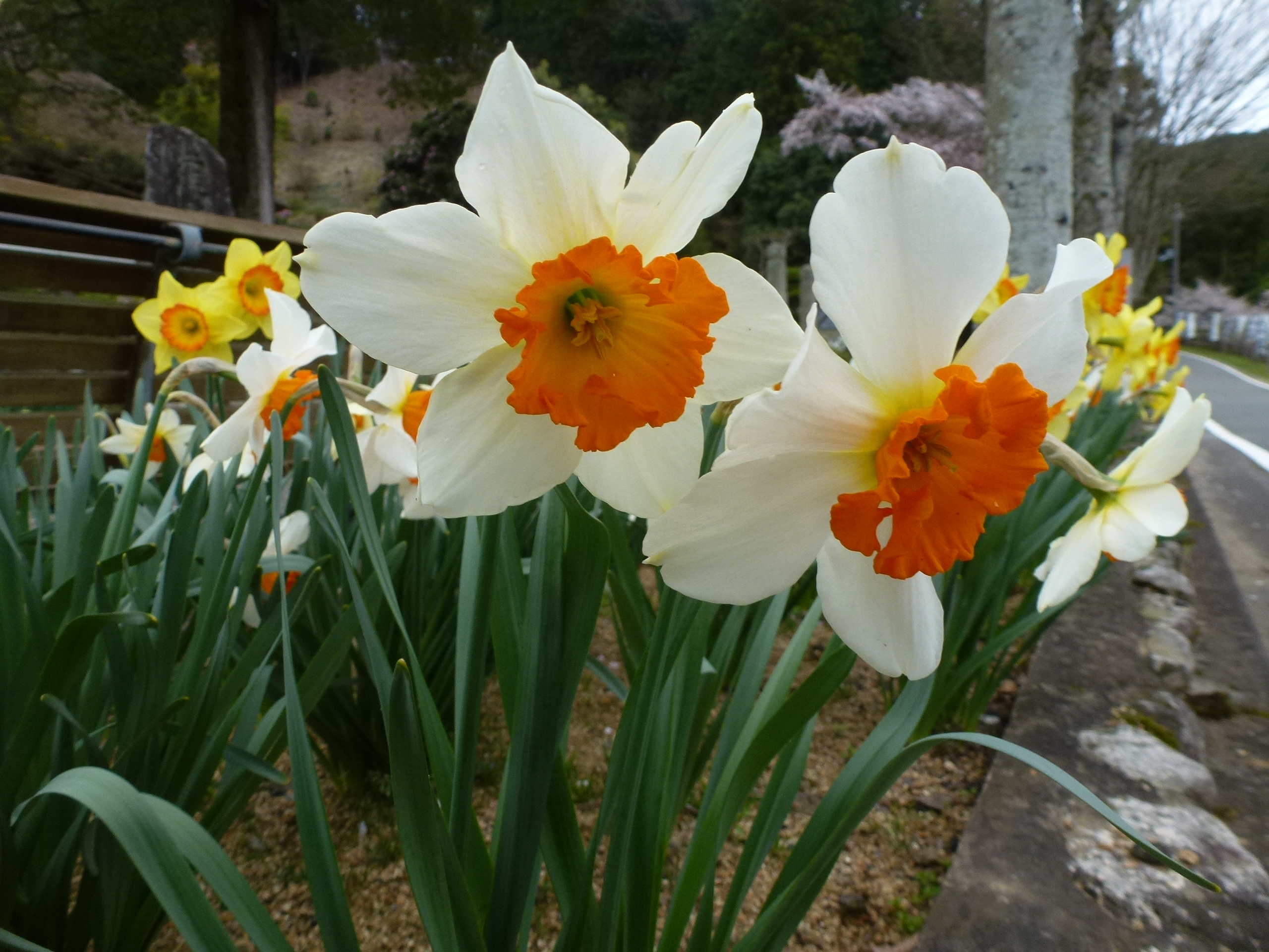 P1100259.JPG