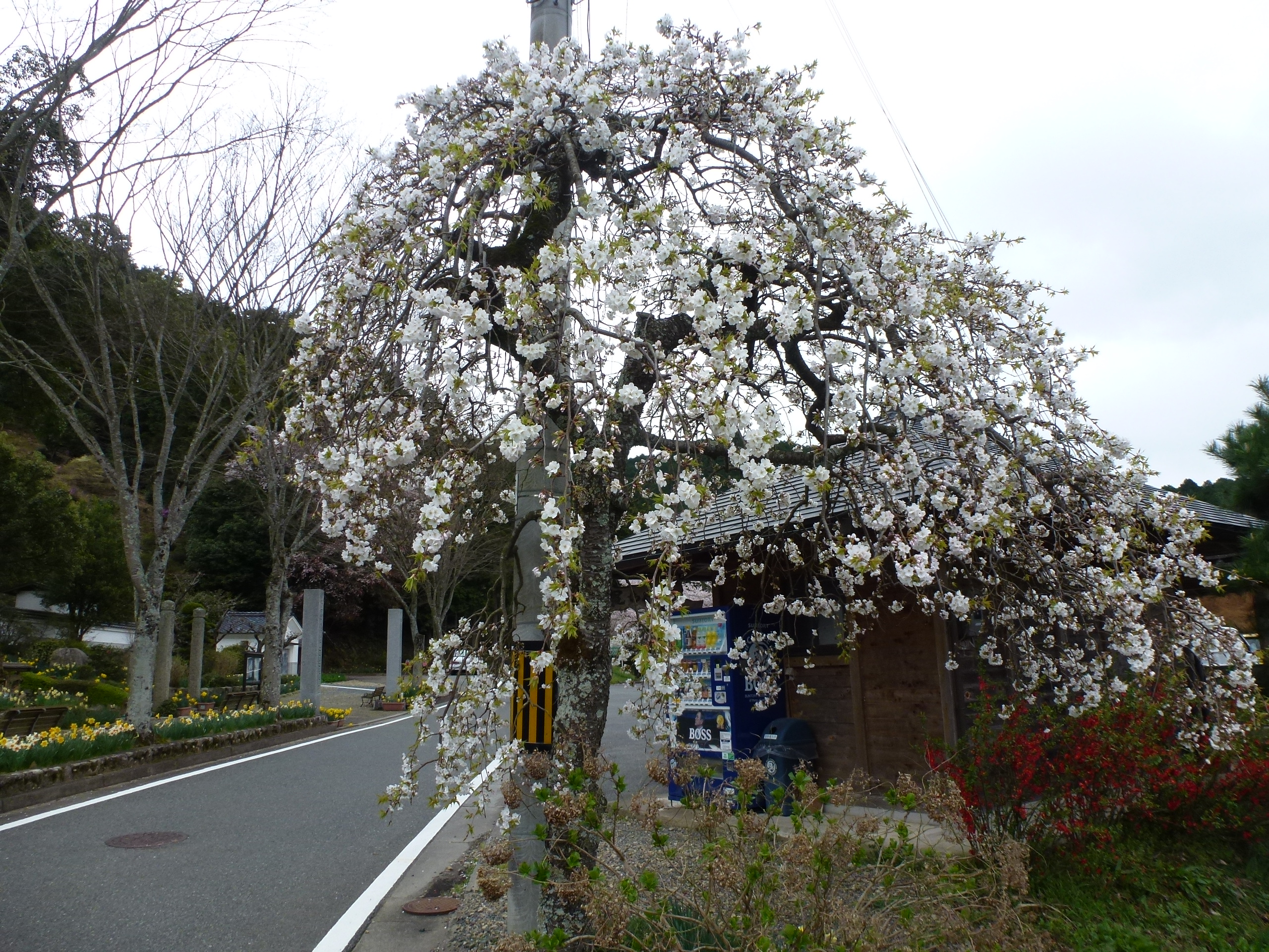P1100272.JPG
