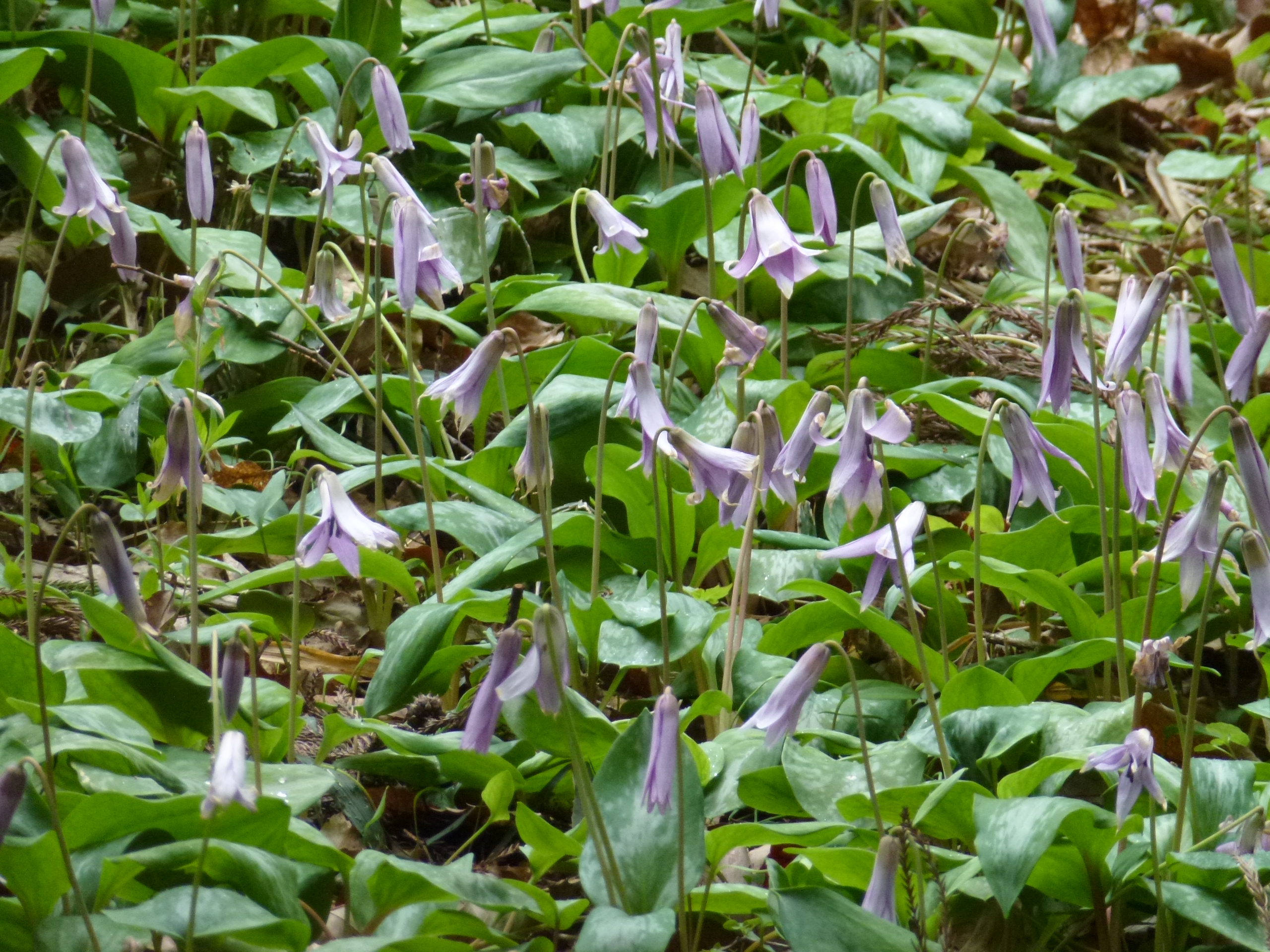 P1100275.JPG