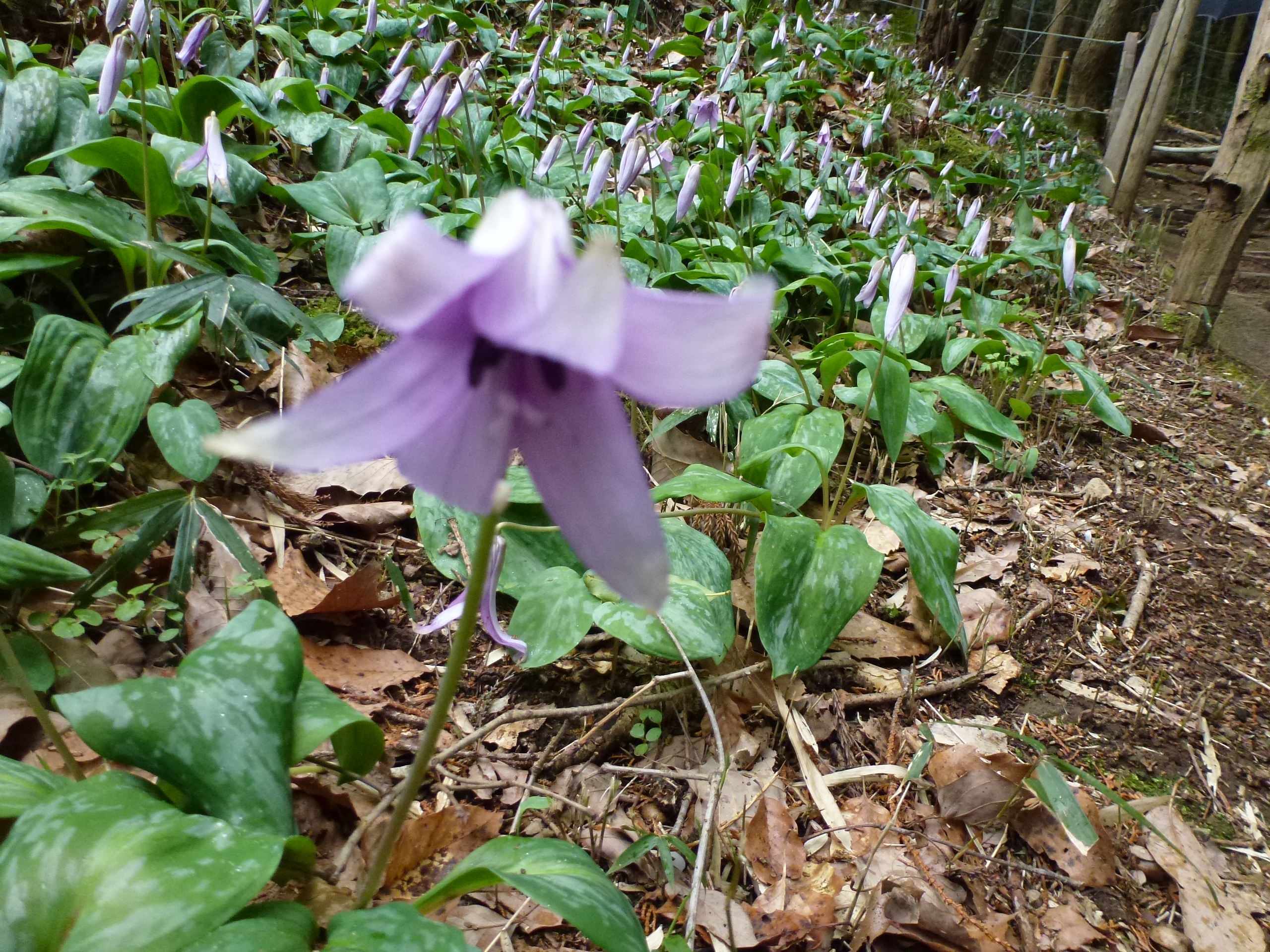 P1100276.JPG