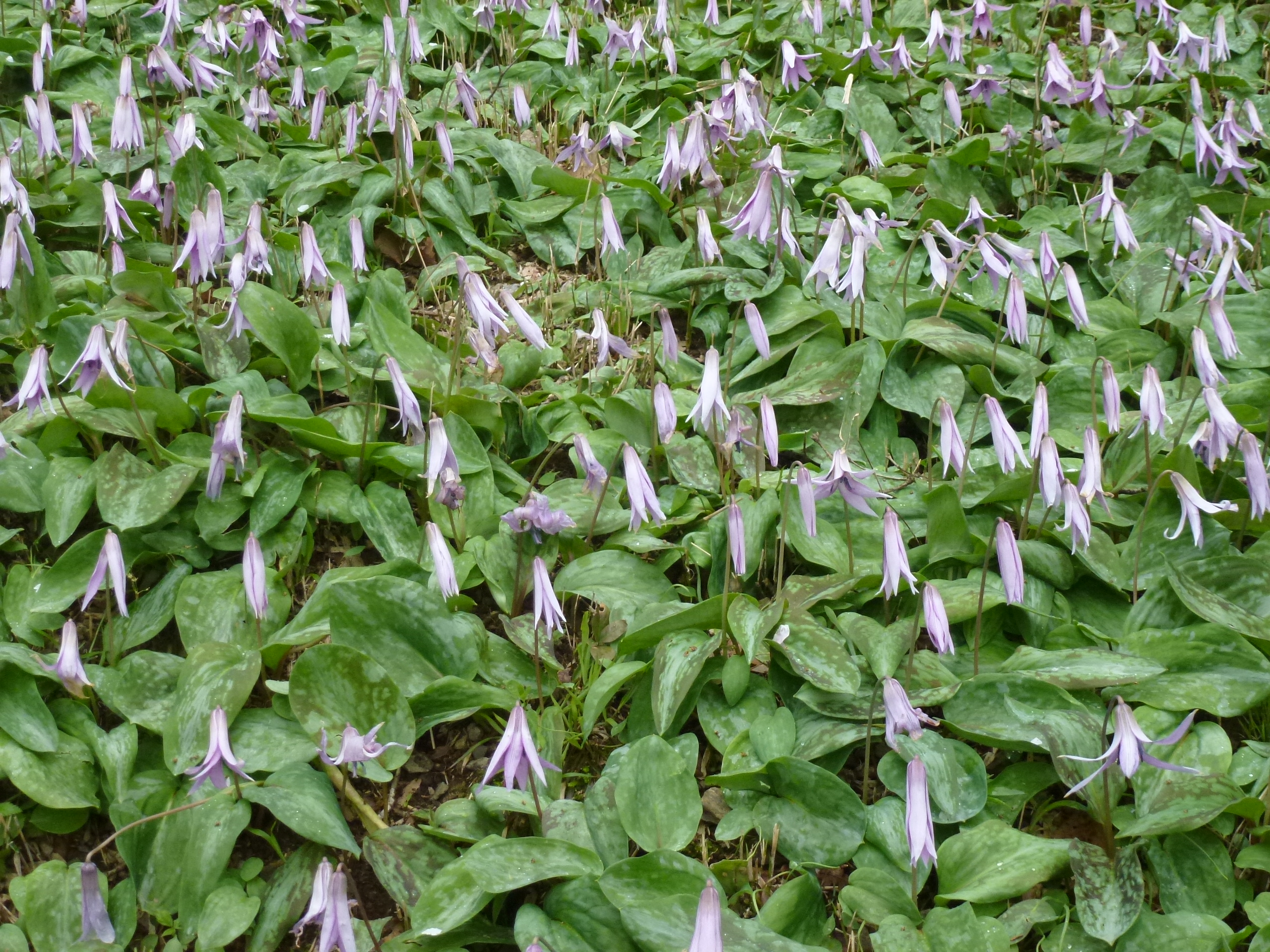 P1100288.JPG