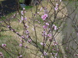 img0003.jpg