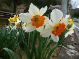 img0034.jpg