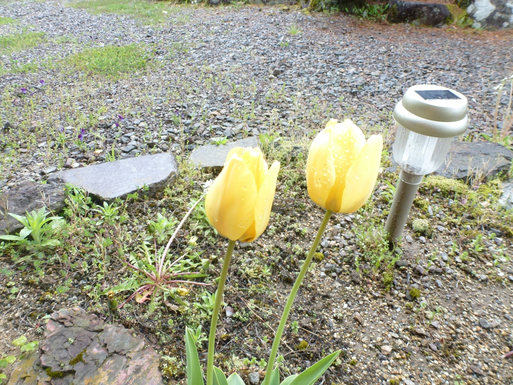 P1100554.JPG