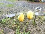 img0000.jpg
