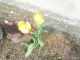 img0001.jpg
