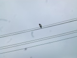 img0028.jpg