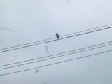 img0029.jpg